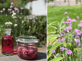 Vinaigre aux fleurs de ciboulette : une recette printanière