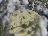 Tarte Citron Vert d'Aurélien