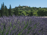Lavandes en Drôme Provençale – Balade autour de La Garde-Adhémar
