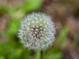 Comment cuisiner les feuilles de pissenlit : des herbes de jardin follement comestibles