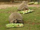 Lisbonne / Lisboa. Agosto 2014. Jardim zoologico.  a nossa missao é... agir pela protecao da vida selvagem. 