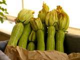 Trompette, la reine des courgettes