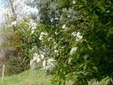 Au jardin, quelques fleurs