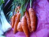 Carottes du potager,