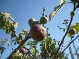 Cueillette  des figues au jardin