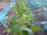 Haricots verts du jardin