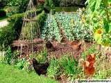 Poules au jardin (pour Step)