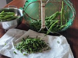 Récolte des haricots au jardin