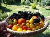 Récolte des premiéres tomates et des dernières mûres