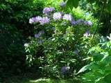 Rhododendron en fleurs