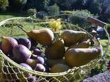 Tarte aux poires farcit aux figues fraiches