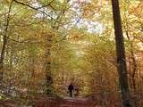 Balade du dimanche : à la cueillette des champignons dans la forêt comtoise par une belle journée d'automne