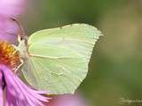 Balade du dimanche : entre musique et Nature