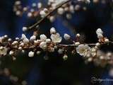 Balade du dimanche : le printemps est là ... en images et en musique