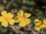 Balade estivale : fleurs de Provence