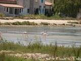 Balade estivale : les Saintes Maries de la Mer et ses flamants roses