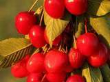 Cerises du Luberon