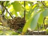 Saga des tourterelles : suite et fin ou quand les petits prennent la poudre d'escampette