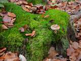 Balade en forêt avec les champignons Magda