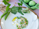 Burrata petits pois crus et noisettes