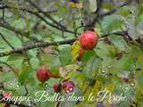 Échappée bulles dans le Perche {découverte autour du cidre}