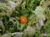 Comment fatiguer et faire rayonner la salade d'hiver ? la frisée aux kumquats