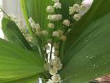 Muguet du jardin , la tradition du 1er mai est respecté