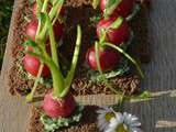 Radis du potager au beurre de fanes