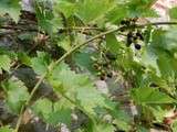 Feuilles de vigne faecies et de leur saumure