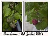 Plantations : les framboises