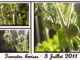 Plantations : les tomates cerises