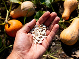 Dangers de la graine de courge : Quels risques sont à connaître