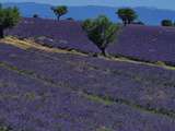 Quand visiter les champs de lavande à Valensole