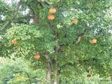 Il était une fois un potager extraordinaire... voyage au pays des cucurbitacées