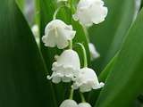 Quelques brins de muguet pour le 1er mai