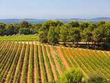 Figuière – histoire d’un mariage entre la Bourgogne et la Provence