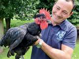 Poulets heureux à l’ombre du Moléson