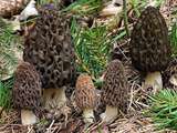 Voici (enfin) les Morilles