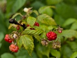 Cake au citron et framboises - Une ribambelle d'histoires