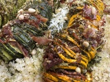 Courgettes au pesto facon haselback