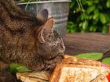 Celle qui faisait…des croque-monsieur à l’oseille et au comté