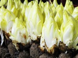 Endives