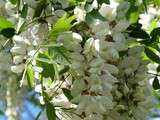 Beignets de fleurs d'acacias