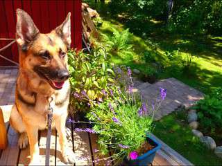 Biscuits vegans pour chiens