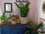 Plantes vertes