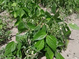 Haricots verts