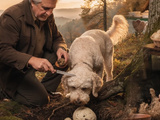 Pourquoi les truffes blanches d’alba sont-elles si recherchées
