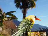 Dessert ananas: comment transformer un ananas en oiseau