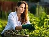 Ortie : bienfaits, utilisations et recettes pour le jardin et la santé